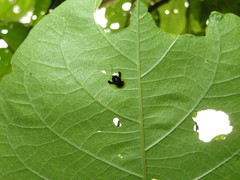 Plagiometriona clarki