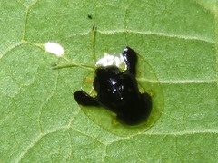 Plagiometriona clarki