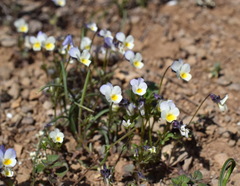 Viola hymettia