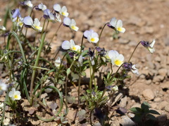 Viola hymettia