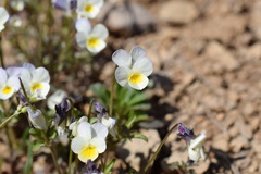 Viola hymettia