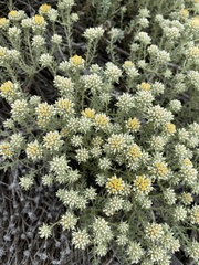Helichrysum asperum comosum