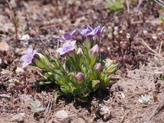 Gentianella bulgarica