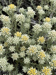 Helichrysum asperum comosum