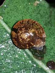 Nitor wiangariensis