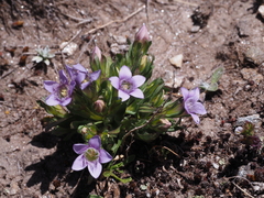 Gentianella bulgarica