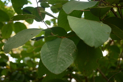 Ulmaceae