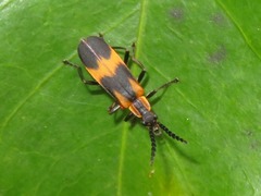 Microdaiphron implicitus