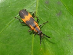 Microdaiphron implicitus