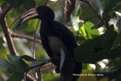 Lophoceros fasciatus