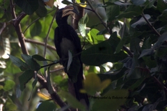 Lophoceros fasciatus