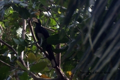 Lophoceros fasciatus