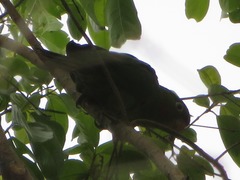 Psittacara leucophthalmus