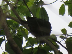 Psittacara leucophthalmus