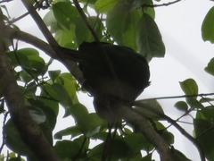 Psittacara leucophthalmus