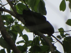 Psittacara leucophthalmus