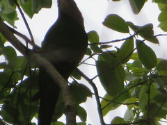 Psittacara leucophthalmus