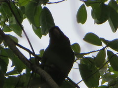 Psittacara leucophthalmus