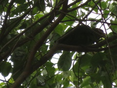 Psittacara leucophthalmus