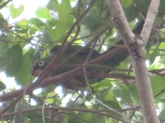 Psittacara leucophthalmus