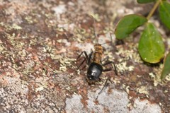 Polyrhachis semiaurata