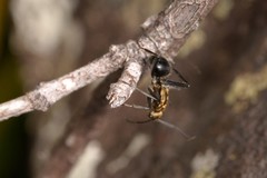 Polyrhachis semiaurata