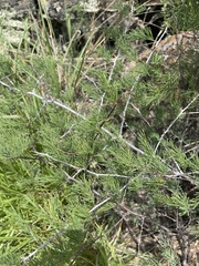 Asparagus nelsii