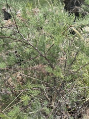 Asparagus nelsii