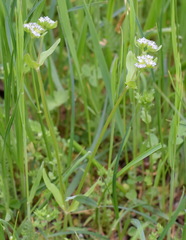 Valerianella turgida