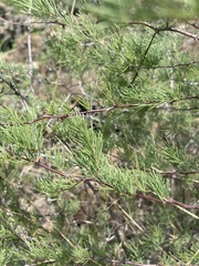 Asparagus nelsii