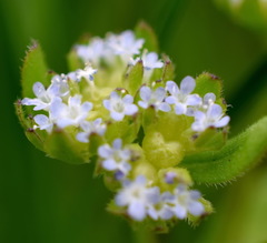 Valerianella turgida