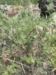 Asparagus nelsii
