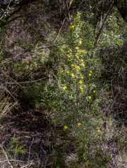 Hibbertia furfuracea