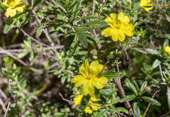 Hibbertia furfuracea