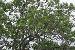 Erythrina lysistemon