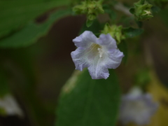 Strobilanthes ixiocephala