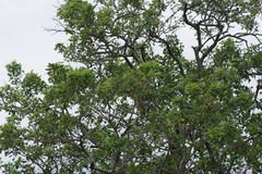 Erythrina lysistemon