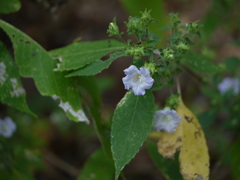 Strobilanthes ixiocephala