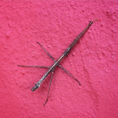 Libethra