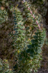 Hakea ruscifolia