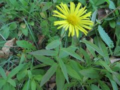 Inula japonica