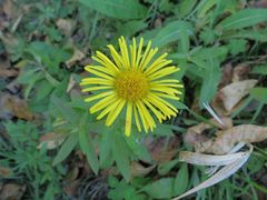 Inula japonica