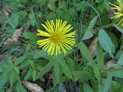 Inula japonica