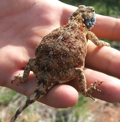 Agama aculeata distanti