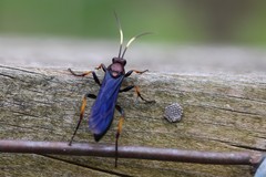 Ichneumon centrator