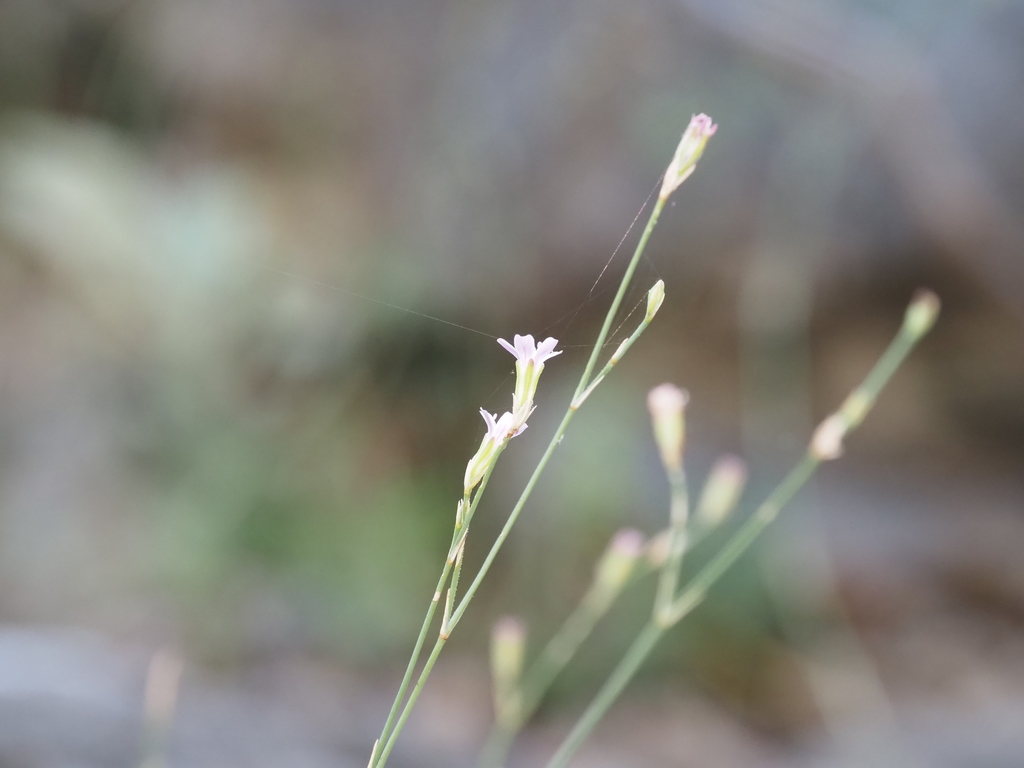 Petrorhagia
