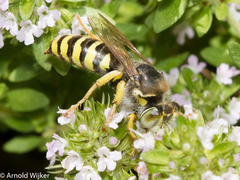 Bembix tarsata