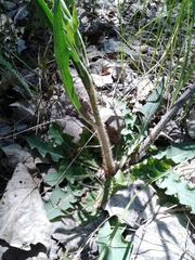 Chondrilla latifolia