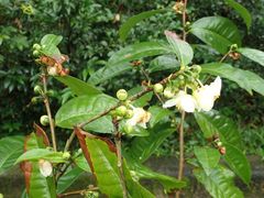 Camellia sinensis assamica