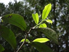 Camellia sinensis assamica